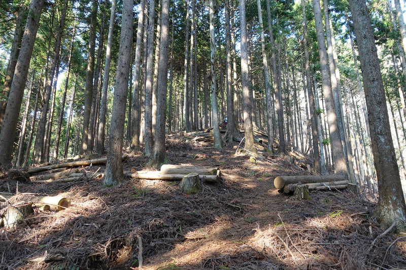 丹沢・ミツバ岳・登山道