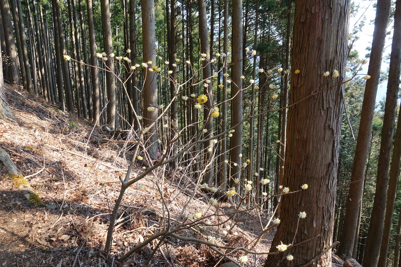 丹沢・ミツバ岳・登山道・ミツマタの花