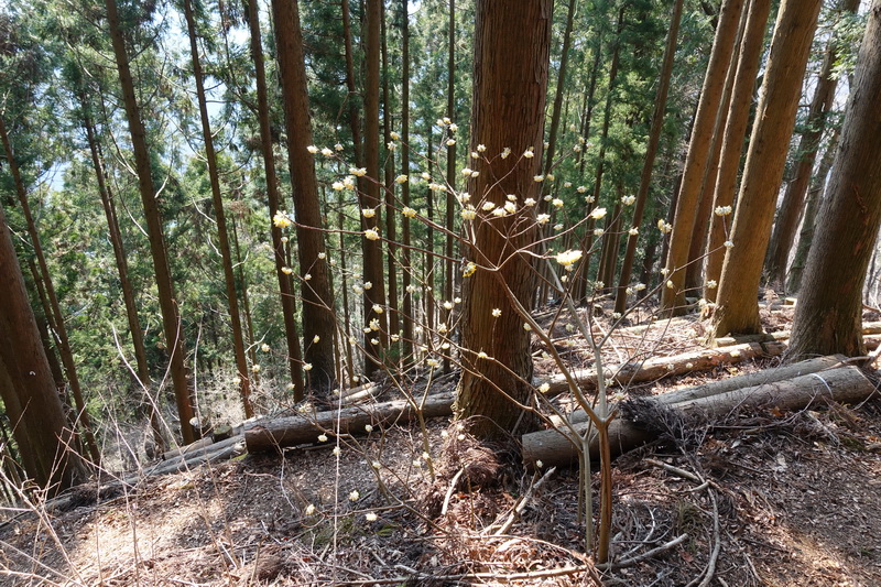 丹沢・ミツバ岳・登山道・ミツマタの花