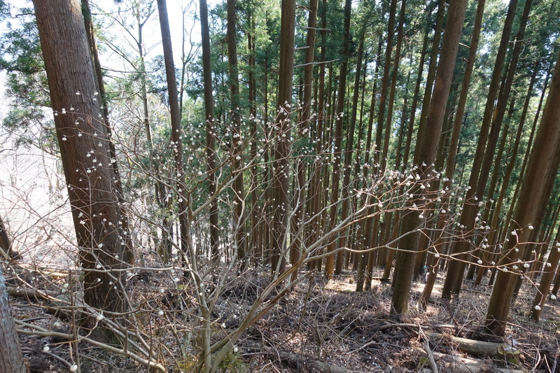 丹沢・ミツバ岳・登山道・ミツマタの花