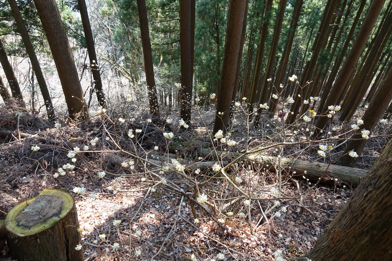 丹沢・ミツバ岳・登山道・ミツマタの花