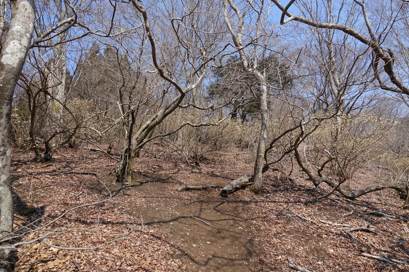丹沢・ミツバ岳・山頂付近