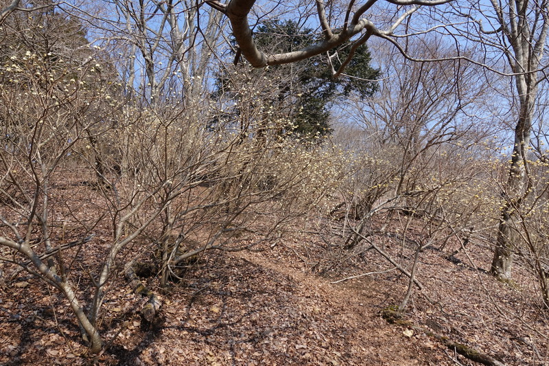 丹沢・ミツバ岳・山頂付近