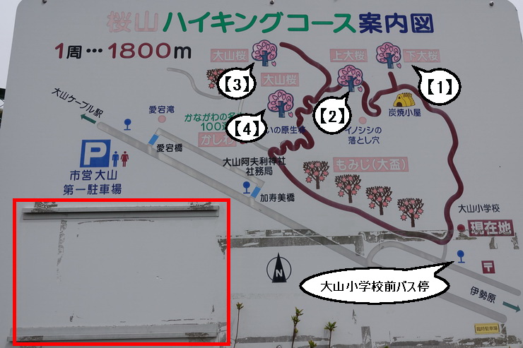 大山桜・ハイキングコーづ案内図