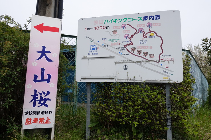 大山桜・ハイキングコース案内図