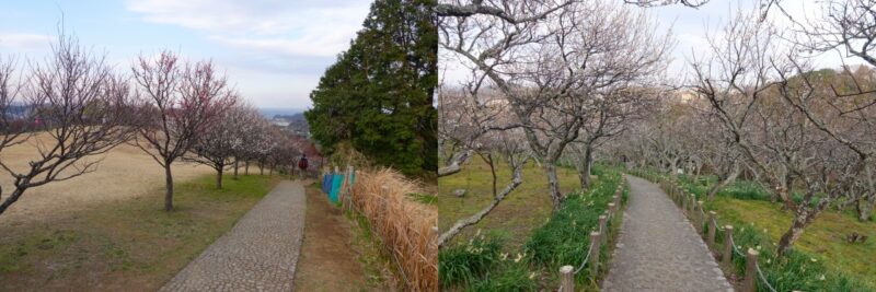 田浦梅林