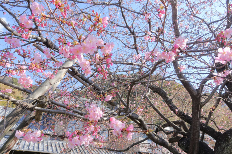 河津桜の原木（2018年2月撮影）