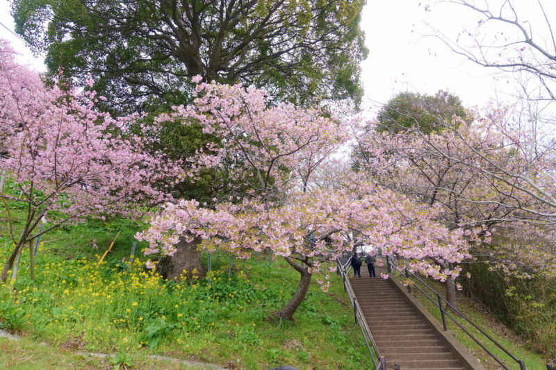西平畑公園の河津桜